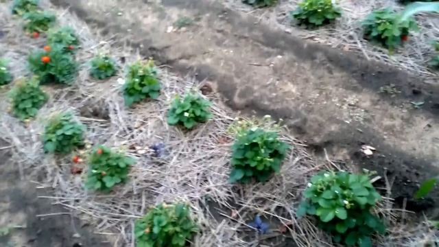 Земляника из СВОИХ семян. Июль.