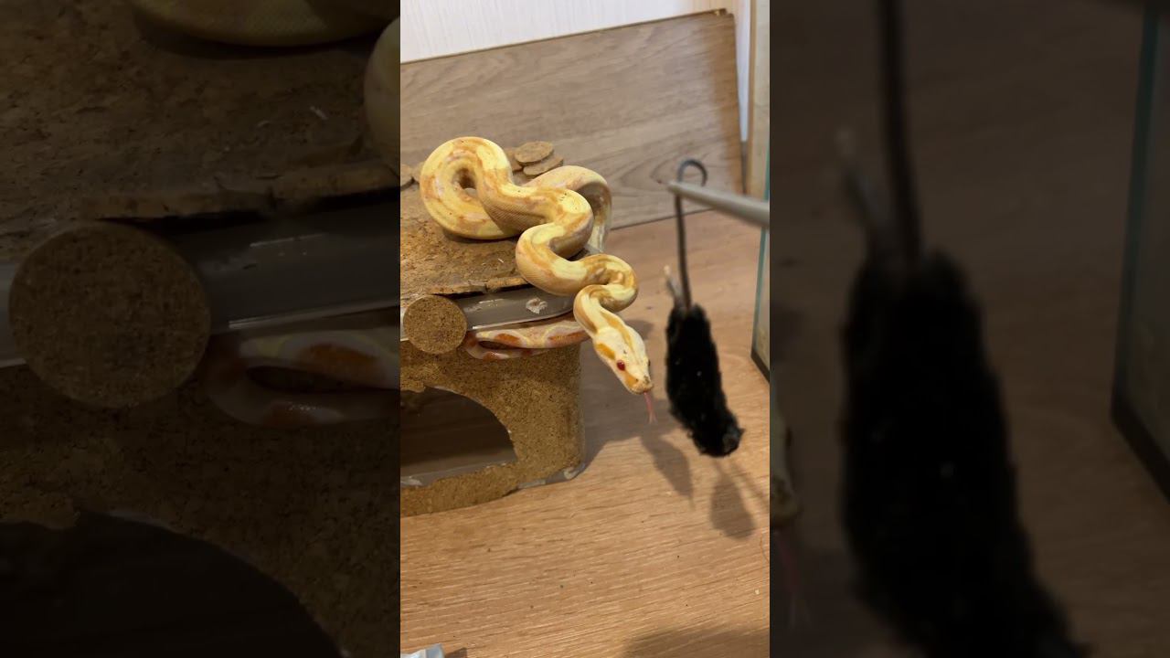 Дай! #москва #zoolife #zooanimals #экзотика #zoo #reptile #змея #shorts #makeba #зверьёмоё #змеядома