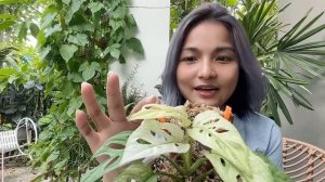 Rare Plants : Monstera Adansonii Mint Variegated
