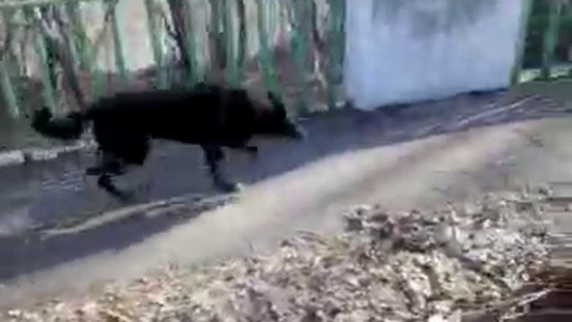 У-Ка KZ Сабачка Kelpie гуляет на набережнай смотреть онлайн