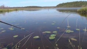 Топь, болота, медведи. В Карелии в каждой луже есть рыба 2. Ягоды Карелии. Рыбалка в Карелии.