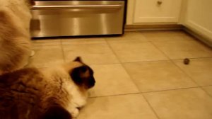 Ragdoll Cats Play With Pawbreakers Catnip Cat Toys ねこ - ラグドール - Floppycats