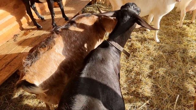 Знакомлю с моими козами или напомню кто есть кто. смотреть онлайн