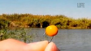 Как ловить леща в мае?