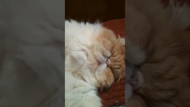 Кот храпит во сне #кот смотреть онлайн