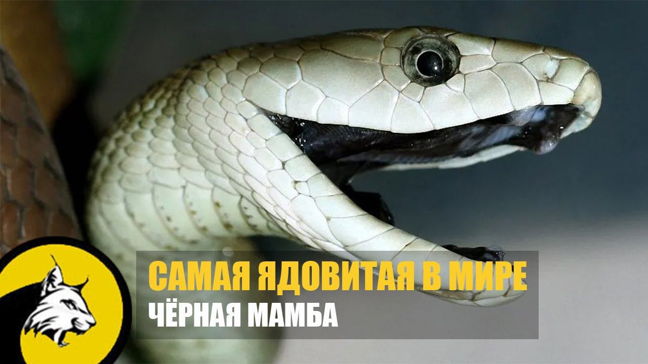 Самая опасная змея в мире! Интересные факты о черной мамбе