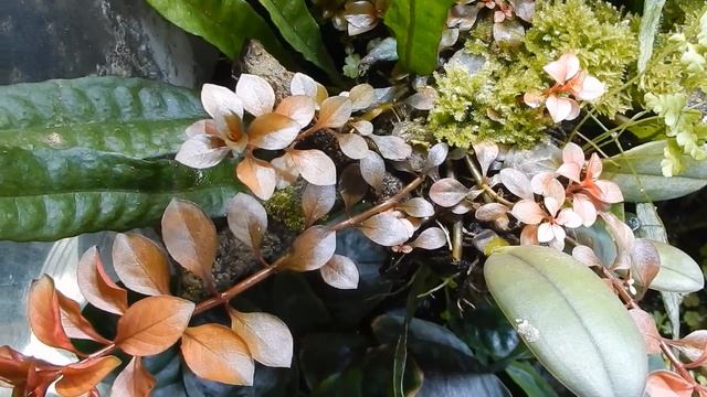 Здоровый аквариум VS бюджетный аквариум ? Цветение криптокорины. смотреть онлайн