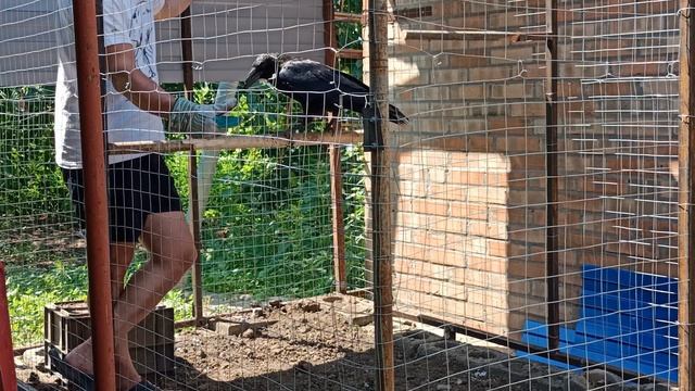 КОРМЛЕНИЕ ЧЁРНОГО ВОРОНА СЁМЫ. FEEDING THE BLACK RAVEN SEMA! #птенецвороны #ручной #crow #pigeon