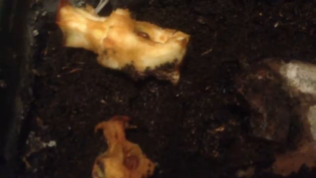 Черви через полторы недели после выборки! смотреть онлайн