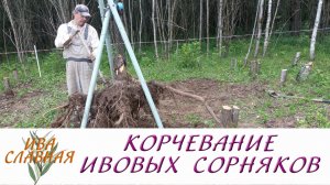 Ива Славная: Корчевание ивовых сорняков (15.07.2023)
