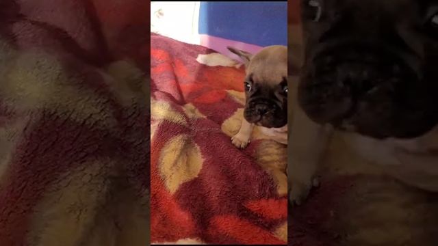 мои первые шаги