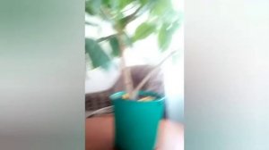 ?️?️Наш номер ??/ ?✔️ Корпус Рябина ✔️? в санатории Ливадия ??