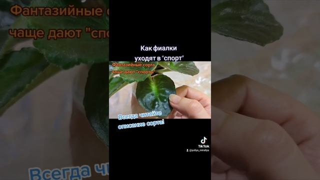 Как фиалки уходят в "спорт". В чём разница. #фиалка #цветывдоме #спортыфиалок #мутация смотреть онлайн