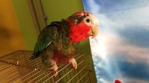 Кубинский амазон загорает под УФ лампой