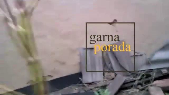 Что делать, если саженец не принялся (ниже судьба саженца сегодня)