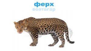 «Берий дошлорг. Акха дийнаташ» (Дикие животные, 2 часть)