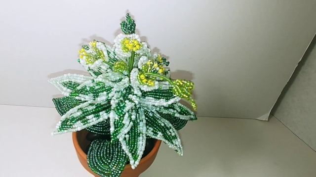 Молочай окаймленный "Богатая невеста" Анонс к Мк от Koshka2015 - цветы из бисера, бисероплетение❤ смотреть онлайн