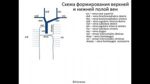 Анимированная схема венозного русла организма