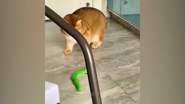 Самые смешные животные кошки и собаки ? ? смотреть онлайн