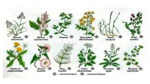 Станиславская Г Б  Юный натуралист  Меры борьбы с сорными растениями