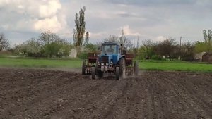 сеем суданку на огороде 2022