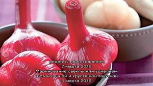 Маринованный розовый чеснок со свеклой