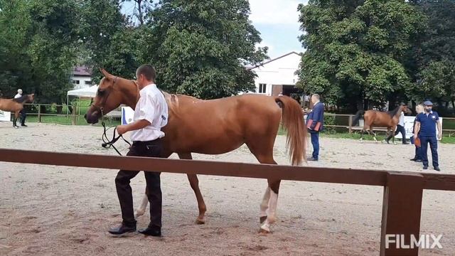 Терский конный завод/ЗВЕЗДА ПЯТИГОРЬЯ/Част 1/Шоу Арабских лошадей/TAMAR arabian stud