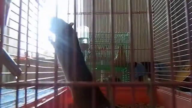Сселение крыс часть 1
