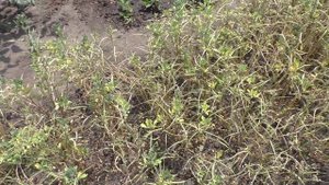 Убираю пажитник