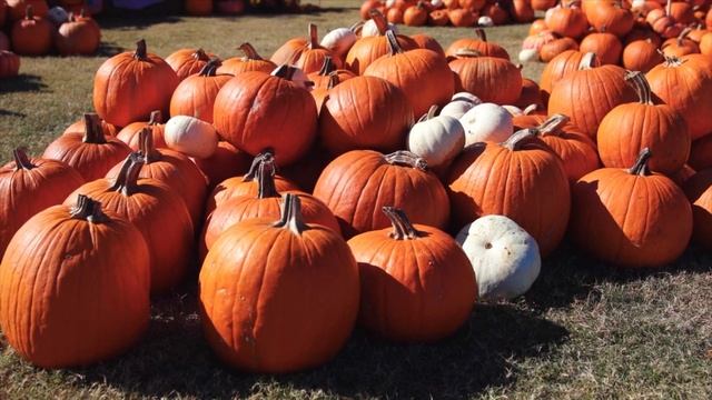 Даже кусочек ТЫКВЫ вызывает НЕОБРАТИМЫЕ ПРОЦЕССЫ в организме человека смотреть онлайн