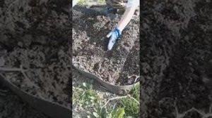 Как сеять свеклу в некопаную землю..mp4