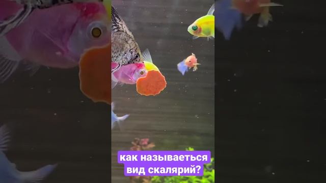 Как называеться вид скалярий?