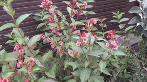 Вейгела (лат  Weigela)Цветет все лето и осень.