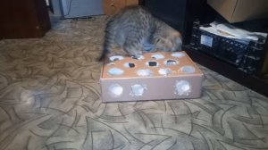 Игрушка для кошки за 3 минуты. Как сделать игру для кота своими руками из обычной картонной коробки
