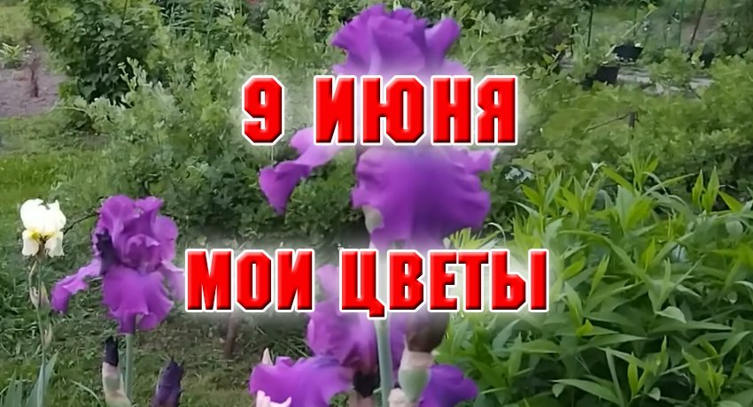 9 июня. Мои цветы