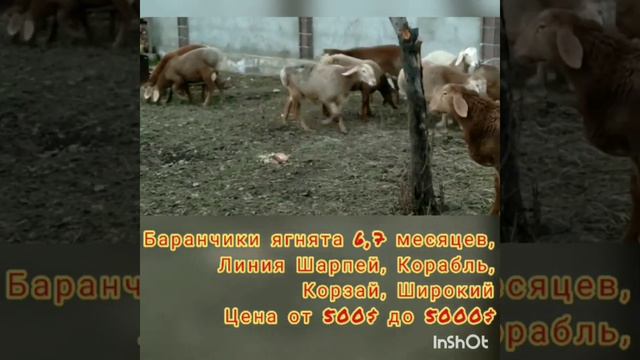 📲+996 700 885 630 цена от 500-5000$ Баранчики ягнята 6,7мес, г.Бишкек арашанские_овцы