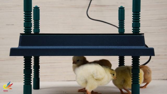 Heating plate for chicks. Панели обогревательные для цыплят. Брудер смотреть онлайн