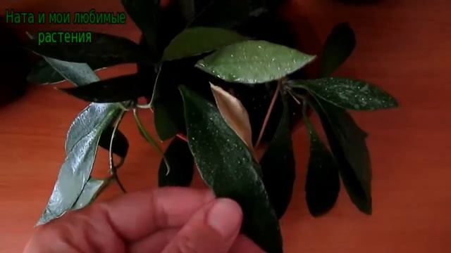 Просто приятный разговор о разных комнатных растениях  //Что купила для растений ?