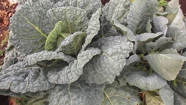 Вредителей на капусте Не будет! смотреть онлайн