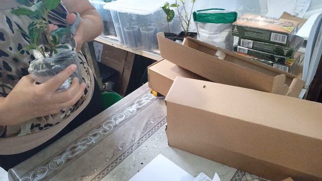 Растения посылкой, распаковка смотреть онлайн