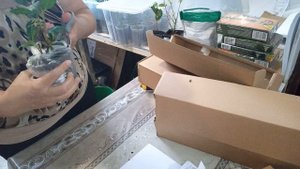 Растения посылкой, распаковка