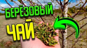 Есть всего 2 дня на сбор молодых берëзовых листьев для целебного чая