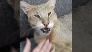 Мой домашний камышовый кот