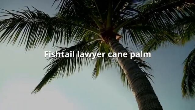 5 Shocking Facts You Probably Don't Know about Palm Trees (all in 1 minute!) смотреть онлайн