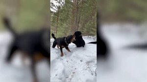 Эти Собаки Запрещены во Многих Странах Мира! ЭТО Нужно ВИДЕТЬ!