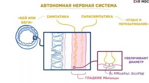 Анатомия и физиология дыхательной системы человека - кратко