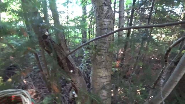 В лес 7 июля 2018г.Проверяем грибы. Следы лося! смотреть онлайн