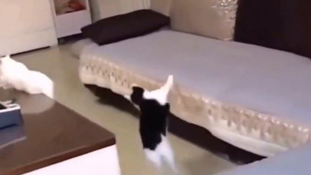 擁有超技能的動物們 animals with super skills смотреть онлайн