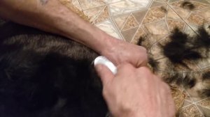 Тримминг Ризеншнауцера дома.  Юника