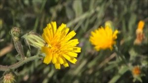 Луговые растения в июне